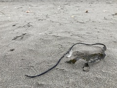 Laminaria sinclairii