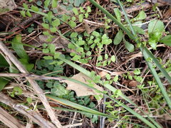 Adiantum aethiopicum