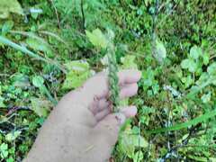 Platanthera aquilonis