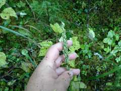 Platanthera aquilonis