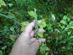 Platanthera aquilonis