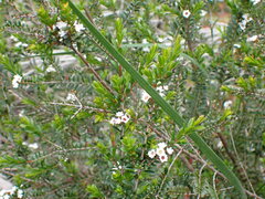 Chamelaucieae