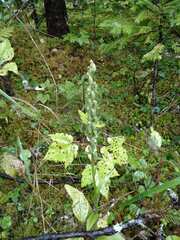 Platanthera aquilonis