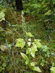 Platanthera aquilonis