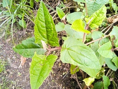 Munnozia
