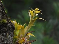 Tillandsioideae