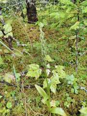 Platanthera aquilonis