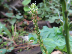 Plantago