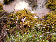 Utricularia grampiana