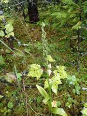 Platanthera aquilonis