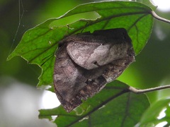 Memphis moruus
