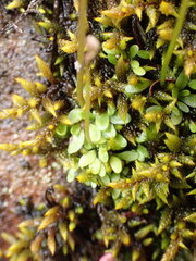 Utricularia grampiana