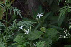 Hippobroma longiflora