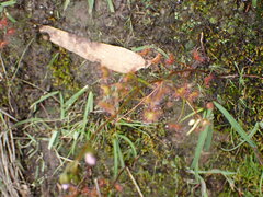 Drosera