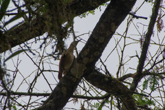 Furnarius leucopus