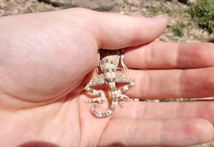Pristurus carteri