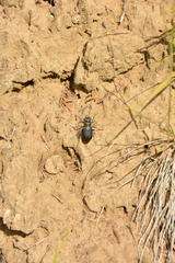 Cicindela longilabris