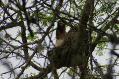 Furnarius leucopus