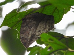 Memphis moruus