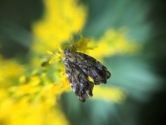 Choreutis diana
