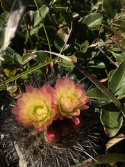 Eriosyce chilensis albidiflora