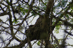 Furnarius leucopus