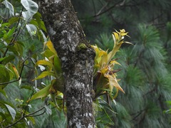Tillandsioideae