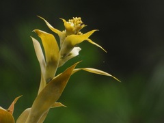 Tillandsioideae