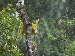Tillandsioideae