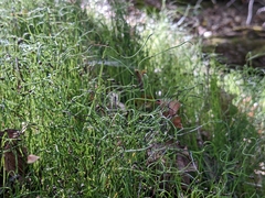 Equisetum scirpoides