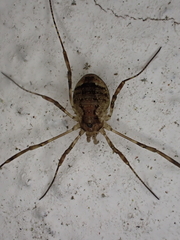 Oligolophus hanseni