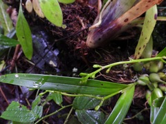 Prosthechea ochracea