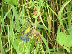 Chlorostilbon melanorhynchus