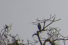 Geranospiza caerulescens