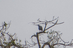Geranospiza caerulescens