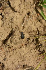 Cicindela longilabris