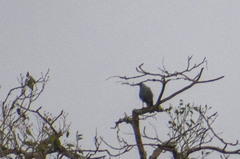 Geranospiza caerulescens