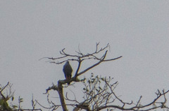 Geranospiza caerulescens