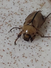 Cyclocephala