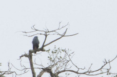 Geranospiza caerulescens