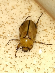 Cyclocephala