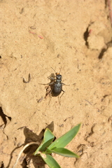 Cicindela longilabris