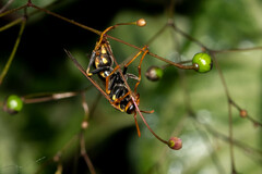 Polistes versicolor