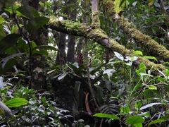 Hohenbergiopsis guatemalensis image