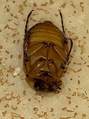 Cyclocephala