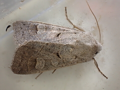 Ammoconia caecimacula