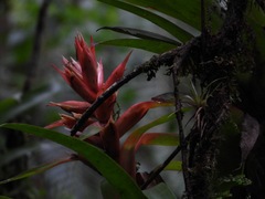 Tillandsioideae
