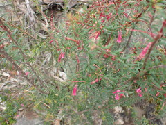 Epacris impressa