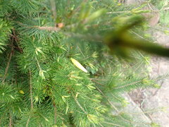 Stenanthera pinifolia