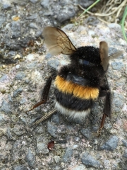Bombus terrestris
